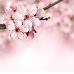 Blossom Boutique<3