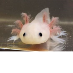 Axolotl is best!