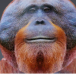 Orangutan group cool