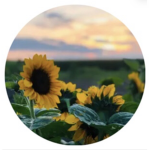 Hi,Sunflowers