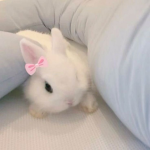 babiedoll