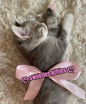 ღsweeties kittiesღ