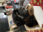 The doggy sgwad