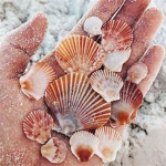 Seashell's clothing