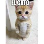 #ElGato