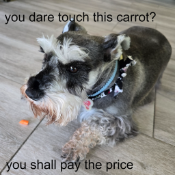 you dare touch this carrot? u shall pay the price