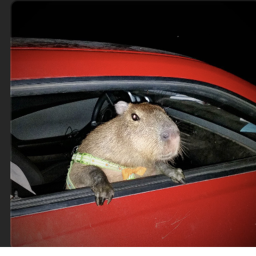 (CAPYBARASAILYLO) Capybara Obby