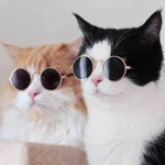 CAT KINGDOM{only cat}