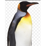 penguin5