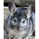 Chinchilla Expeditions