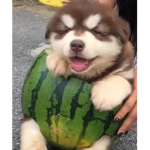 Dogmelons