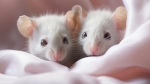 Ratzle<3