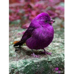 The Bird World