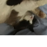 Cat go gaming