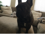 doggo is the best