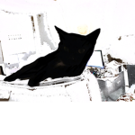 cat_t