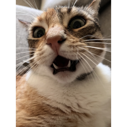 Meow Meow Shooter 2!