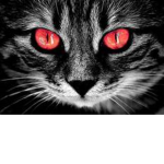 The Red Eyed Cats