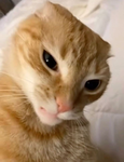 Side eye cat group