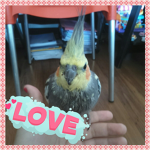 CutePetHam