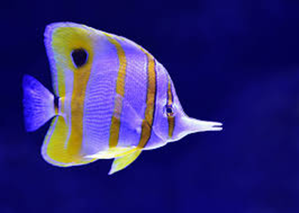 Fish Formatter