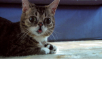 CAT developers studios