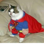 depressed cats