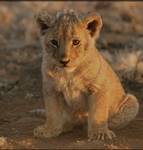 Les lionceaux