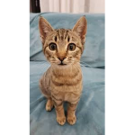 Cute little kittehz