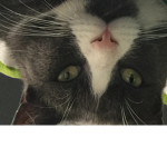 Kittys meow