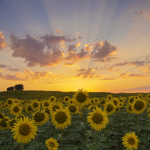 X Sunflower X