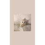 Vibing Kitties