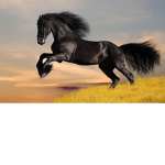 Equestrian Riding Competitions