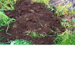 Lets Eat Soil