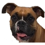 The Rainbow Dog