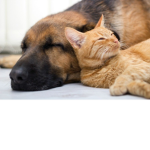 Cat And Dog Gourp