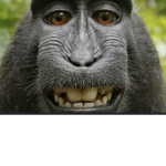 monkey coll weird