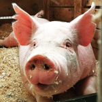 this is for pigs