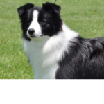 Collies of the border