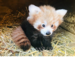 Red Pandas <3