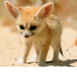 We love animals if u love too join this group!