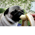 a pug eating a bannana