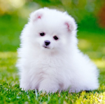 Whitefur88