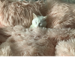 Kitty cat spuad