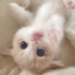 /kittyaj Group Thumbnail