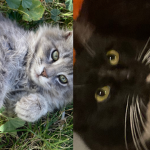 Cats don’t stop meowing