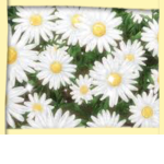 The Daisy Garden <3