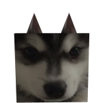 Doggo Box