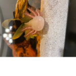 I am a axolotl click on me