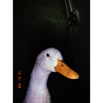 Imnotjacobv